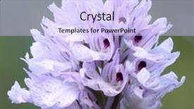  Presentation with wild learning - Colorful PPT layouts enhanced with neotinea commutata sicilian endemic wild backdrop and a  colored foreground