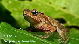  Presentation with amazon jungle - PPT layouts enhanced with neotropical toad in amazon rain forest a small tropical amphibian in the amazonian rainforest a cute jungle animal rhinella margeritifera background and a forest green colored foreground