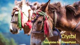  Presentation with accessories - Amazing theme having nepal - horsese with bells and nepalese backdrop and a tawny brown colored foreground