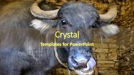  Presentation with nose - Slide set having nepalese-buffalo-licking background and a tawny brown colored foreground