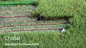  Presentation with organic rice - Beautiful presentation theme featuring nepalese man harvesting rice backdrop and a tawny brown colored foreground