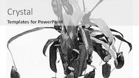  Presentation with humanity - Slides enhanced with nepenthe vintage engraved illustration from the universe and humanity 1910 background and a light gray colored foreground