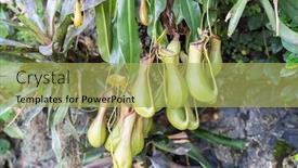 Presentation with funny - Presentation design having nepenthes-exotic-funny-thermophilic background and a yellow colored foreground