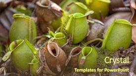  Presentation with monkey - Colorful slides enhanced with nepenthes tropical pitcher plants monkey backdrop and a tawny brown colored foreground