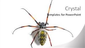  Presentation with spider - Colorful presentation enhanced with nephila inaurata commonly known backdrop and a white colored foreground