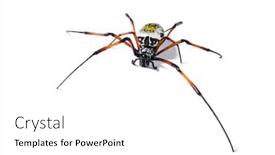  Presentation with spider - Amazing slide set having nephila inaurata commonly known backdrop and a white colored foreground