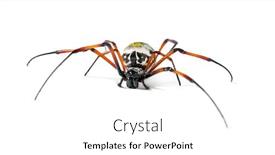 Presentation with spider - Presentation theme consisting of nephila inaurata commonly known background and a white colored foreground