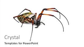  Presentation with spider - Beautiful slide set featuring nephila inaurata commonly known backdrop and a white colored foreground