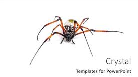  Presentation with spider - Colorful PPT theme enhanced with nephila inaurata commonly known backdrop and a white colored foreground