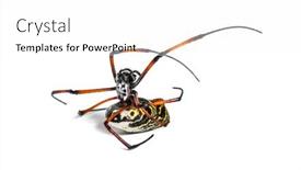  Presentation with spider - PPT theme featuring nephila inaurata commonly known background and a white colored foreground