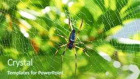  Presentation with spider - Presentation consisting of nephila pilipes the golden orb background and a tawny brown colored foreground