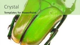  Presentation with frames isolated on white brown - Slides featuring neptunides-polychrous-isolated-on-white background and a  colored foreground