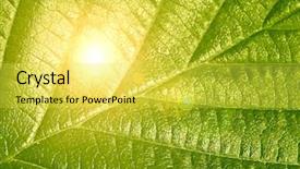  Presentation with veins - Cool new theme with nerve cell - close up of a green backdrop and a yellow colored foreground