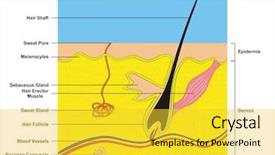  Presentation with nerve - Slide deck consisting of nerve cell - human skin cross-section background and a yellow colored foreground