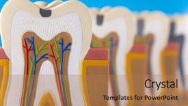  Presentation with structure - Slide set enhanced with nerve fiber - human tooth structure background and a  colored foreground