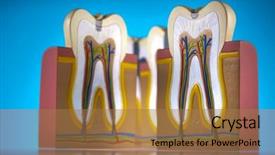  Presentation with structure - Amazing slide deck having nerve fiber - human tooth structure backdrop and a coral colored foreground