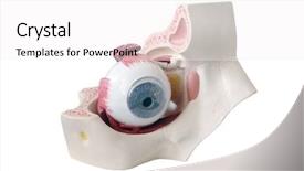  Presentation with human nervous system - PPT theme with nervous system - human eye cross-section model isolated background and a white colored foreground