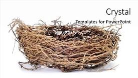  Presentation with bird - Slide deck featuring nest isolated on a white background and a white colored foreground