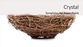  Presentation with bird - Colorful PPT theme enhanced with nest isolated on white background backdrop and a light gray colored foreground