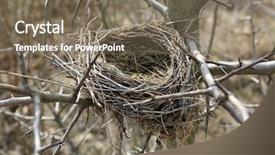  Presentation with early bird - Slide deck having nest of steppe birds background and a violet colored foreground