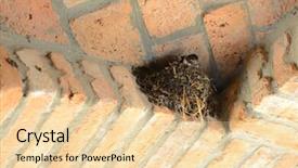  Presentation with swallow - Presentation featuring nest of swallow with baby background and a  colored foreground