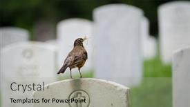  Presentation with cemetery - Slide set enhanced with nest preparing bird posing background and a light gray colored foreground