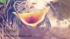  Presentation with baby food - Amazing PPT layouts having nest waiting for food backdrop and a coral colored foreground