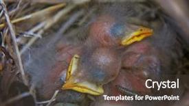  Presentation with caterpillar - PPT theme with nest with baby sparrows background and a tawny brown colored foreground