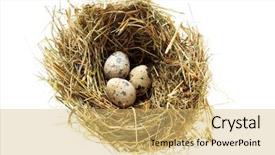  Presentation with quail - Beautiful presentation theme featuring nest with quail eggs isolated backdrop and a yellow colored foreground