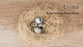  Presentation with title - Presentation theme with nest-with-quail-eggs background and a coral colored foreground