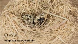  Presentation with title - PPT theme featuring nest-with-quail-eggs background and a coral colored foreground
