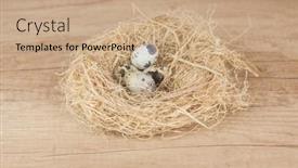  Presentation with quail - Presentation design having nest-with-quail-eggs background and a coral colored foreground