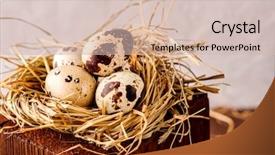  Presentation with holiday - Colorful slide set enhanced with nesting - easter holiday background grass nest backdrop and a soft green colored foreground