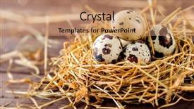  Presentation with quail - PPT theme consisting of nesting - quail eggs in a nest background and a coral colored foreground