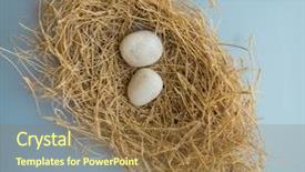  Presentation with scam - Cool new PPT layouts with nesting - two white rock pebbles placed backdrop and a tawny brown colored foreground