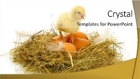  Presentation with chicken - Amazing presentation design having nesting bird - beautiful little chicken and eggs backdrop and a white colored foreground