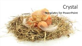  Presentation with eggshell - Slide deck featuring nesting bird - beautiful little chicken eggs background and a  colored foreground