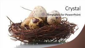  Presentation with quail bird - Slides consisting of nesting bird - quail eggs in nest isolated background and a white colored foreground