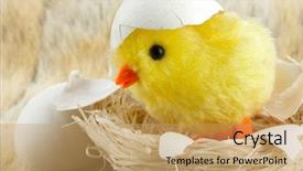  Presentation with eggshell - Colorful slides enhanced with nesting bird - toy baby chicken with eggshell backdrop and a yellow colored foreground