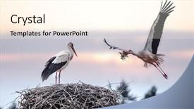 Presentation with bird - Presentation theme with nesting bird - two stork on nest closeup background and a cream colored foreground