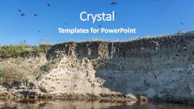  Presentation with swallow - Slide deck consisting of nesting swallow - river-bank with breeding grounds background and a  colored foreground