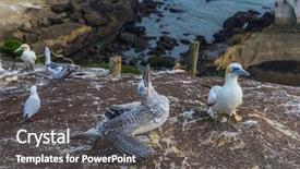  Presentation with new zealand - Amazing theme having nestle food - australian gannet feeds the nestling backdrop and a dark gray colored foreground