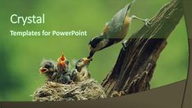  Presentation with nestle - Audience pleasing presentation design consisting of nestle food - baby birds in the nature backdrop and a tawny brown colored foreground