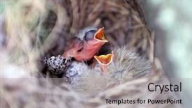  Presentation with chicks - Slide deck enhanced with nestle food - bird chicks in the nest background and a light gray colored foreground
