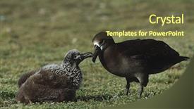  Presentation with black - Colorful theme enhanced with nestle food - black-footed albatross phoebastria nigripes feeding backdrop and a tawny brown colored foreground
