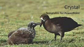  Presentation with black - Cool new slides with nestle food - black-footed albatross phoebastria nigripes feeding backdrop and a mint green colored foreground