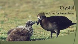  Presentation with black kids and technology - Cool new slide deck with nestle food - black-footed albatross phoebastria nigripes feeding backdrop and a mint green colored foreground