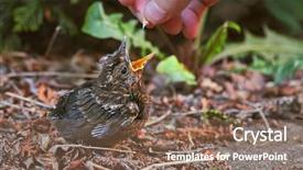  Presentation with seeds - Colorful PPT layouts enhanced with nestle food - blackbird fledgling being fed backdrop and a violet colored foreground