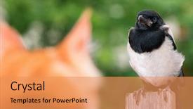  Presentation with maine - Presentation theme having nestle food - cat hunted a bird domestic background and a coral colored foreground