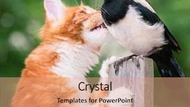  Presentation with food red - Slides featuring nestle food - cat hunted a bird domestic background and a coral colored foreground